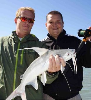 Hooked on Gafftopsail Catfish: Tampa Bay Fishing!